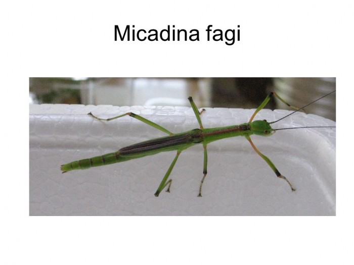 Micadina fagi